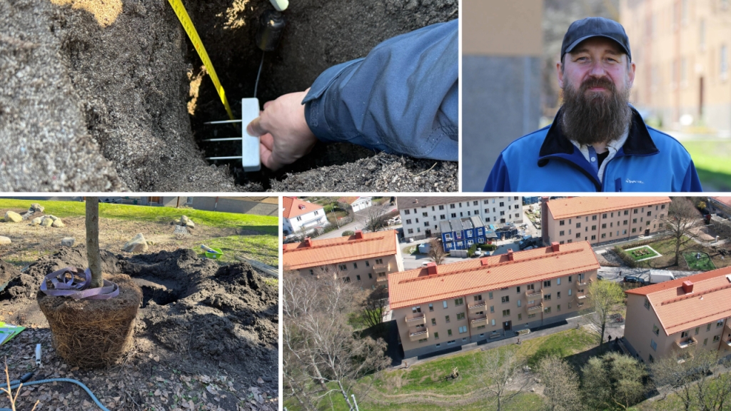 Familjebostäder i projekt om framtidens träd