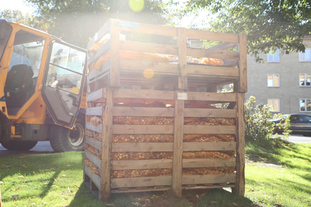 Botaniska vårlökar ska främja den biologiska mångfalden