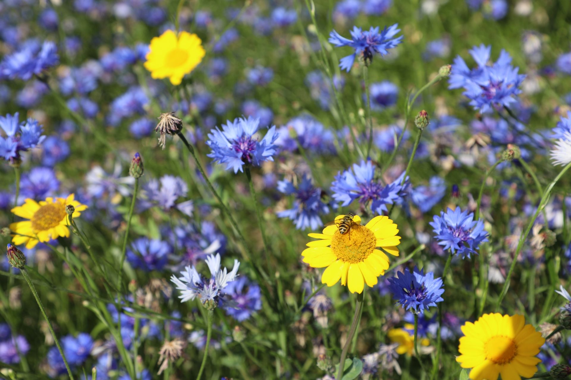 Med tillit och förtroende utvecklar vi boinflytandet